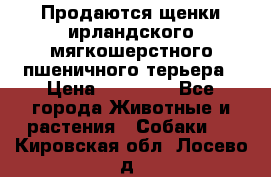 Продаются щенки ирландского мягкошерстного пшеничного терьера › Цена ­ 30 000 - Все города Животные и растения » Собаки   . Кировская обл.,Лосево д.